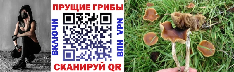 как найти закладки  Южноуральск  Псилоцибиновые грибы мицелий 